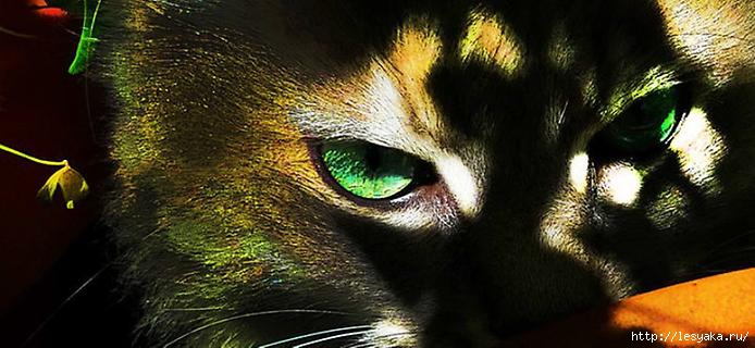 greeneyes-0 (694x320, 144Kb)