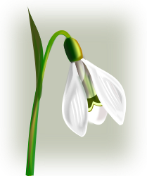 gurica_flowers_snowdrop (209x250, 43Kb)