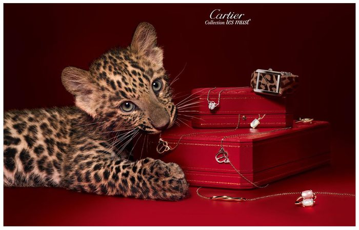 cartier_les_must 1 (700x448, 56Kb)