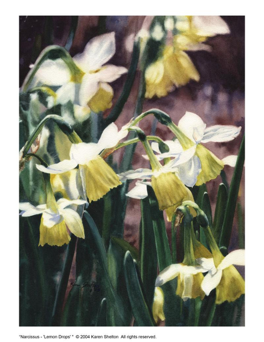 NarcissusLemonDropsLg (541x700, 330Kb)