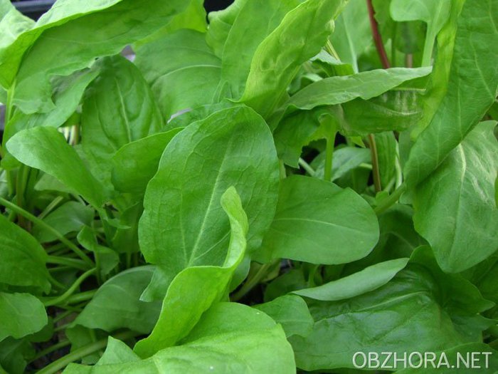 recept-shhi-vesennie-iz-krapivy-i-shhavelya-po_1339 (700x525, 68Kb)