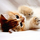 big_fotometki_image_95b92a45 (135x135, 42Kb)