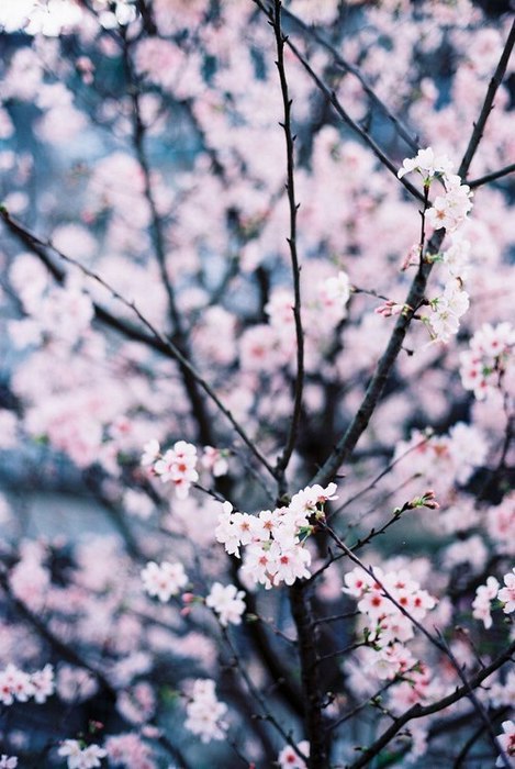 1361289273_youloveit_ru_flowers_spring11 (469x700, 80Kb)