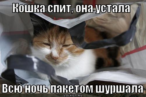 koshka-spit_1335799546 (500x333, 29Kb)
