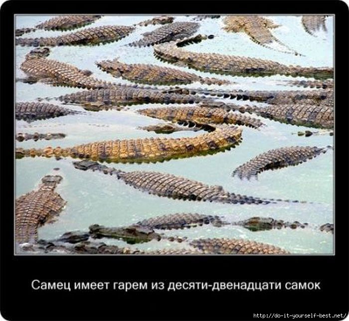 krokodil-0003 (700x644, 212Kb)