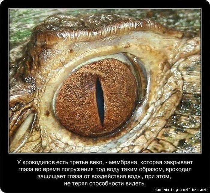krokodil-0008 (700x644, 274Kb)