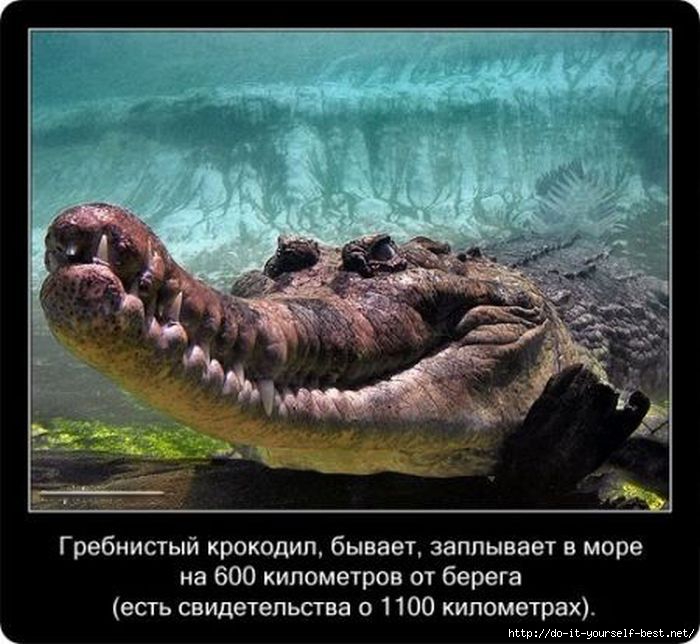 krokodil-0012 (700x644, 200Kb)