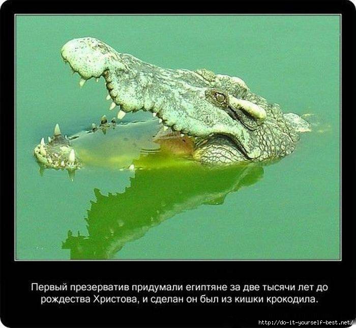 krokodil-0016 (700x644, 188Kb)