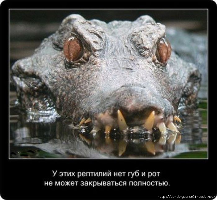 krokodil-0022 (700x644, 177Kb)