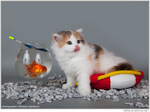  0_8428f_4c202880_orig (700x523, 92Kb)