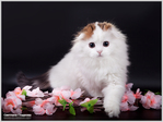 IMG_9250 (700x526, 217Kb)
