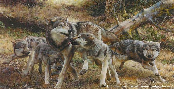 1257955724_timber-wolf-art-prints (700x362, 219Kb)