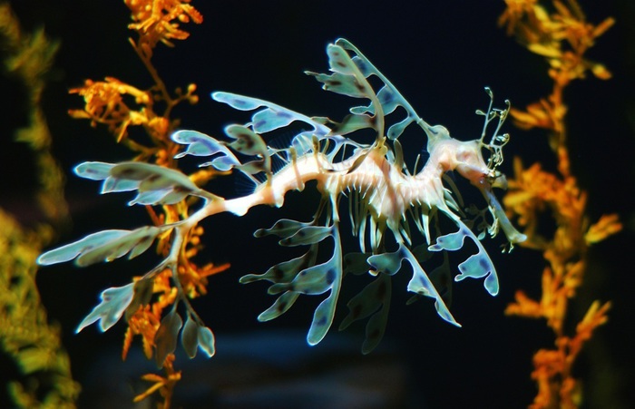 3.  (. Leafy Seadragon, . Phycodurus eques) (700x451, 95Kb)