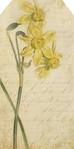  altered bits old text and letter grungy tag daffodils  (347x700, 171Kb)