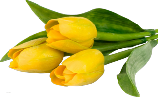 geltulp026 () (420x198, 99Kb)