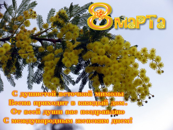 http://img1.liveinternet.ru/images/attach/c/7/98/230/98230733_71676928_mimoza.jpg