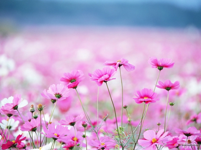 3576575_Campo_de_flores_color_rosa_y_blanco (700x525, 233Kb)