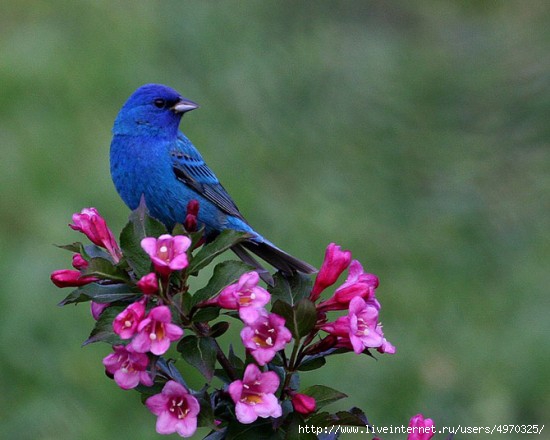 71310611_FUNNYANIMALSfunnyanimalsnaturebirdbirdsflowers_large1 (550x440, 123Kb)