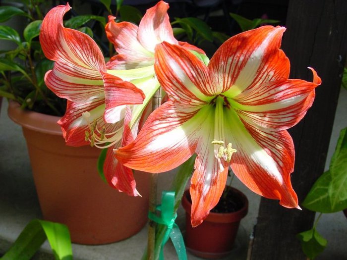 5151828_1352406760_minerva_amaryllis (700x525, 76Kb)