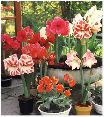 5151828_hippeastrum (334x376, 41Kb)