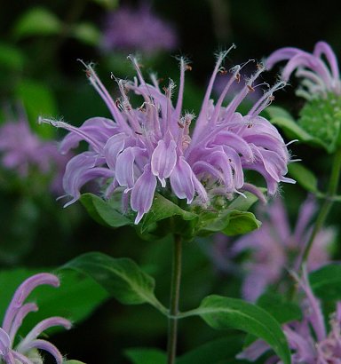 Monarda_fistulosa_inflorescence (384x410, 32Kb)