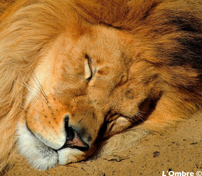 1320858187_still_sleeping_lion_by_lombre24-1 (700x609, 200Kb)