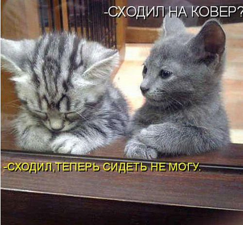 16 (500x463, 78Kb)