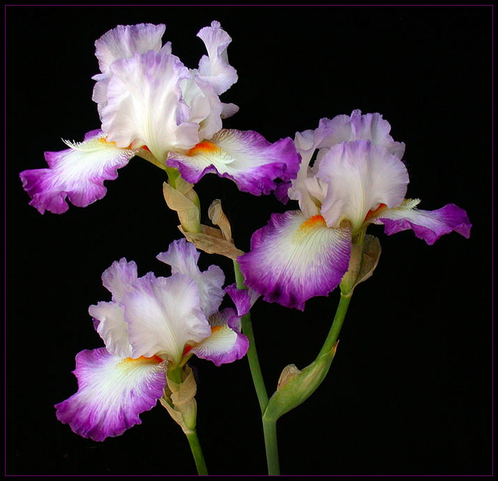 3166706_THREE_IRIS___by_THOM_B_FOTO (800x770, 116Kb)