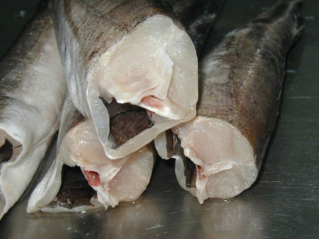 HAKE_Merluza_HGT_MERLUCCIUS_HUBBSI_ (640x480, 58Kb)