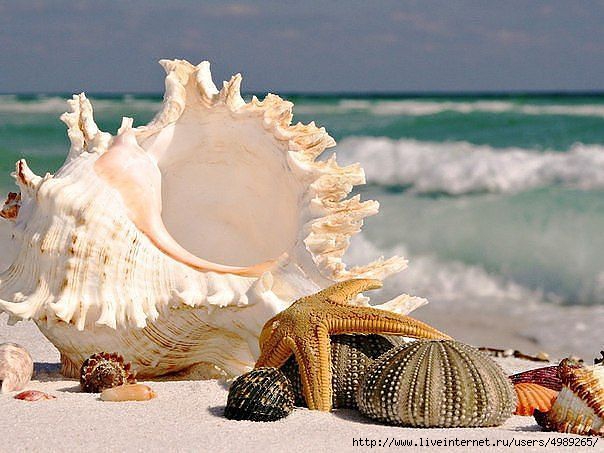 4989265_getImage_6 (604x453, 161Kb)
