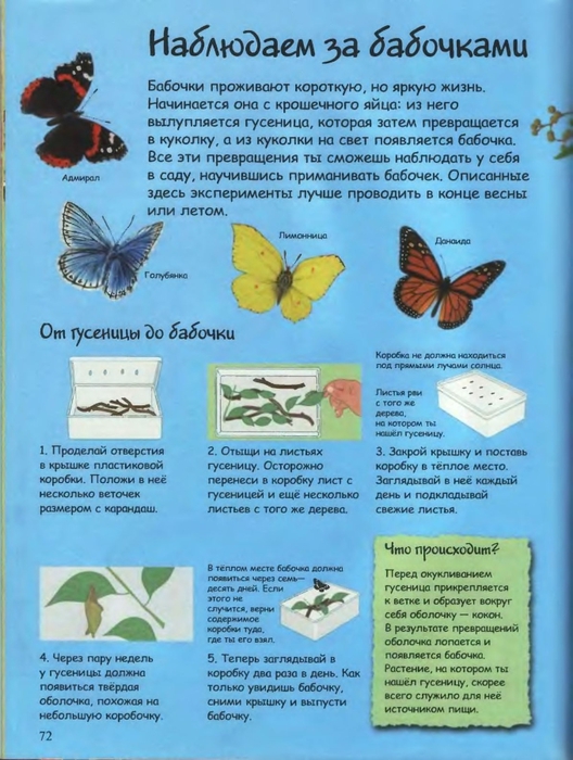 Наблюдать за бабочкой. Наблюдение за бабочкой. Опишите наблюдение за бабочкой. Наблюдение бабочка в средней группе. Рассказ о бабочке голубянке маленький рассказ.