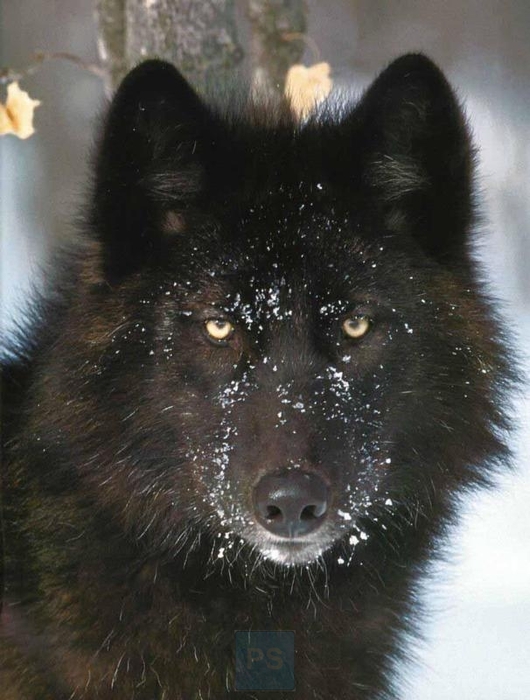 black-wolf-beautiful2 (530x700, 235Kb)