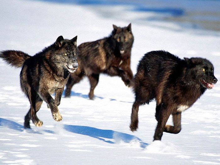 wolves_14 (700x525, 61Kb)