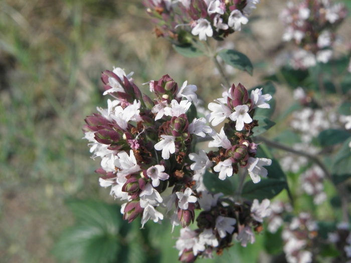 4737833_20100731_238 (700x525, 244Kb)