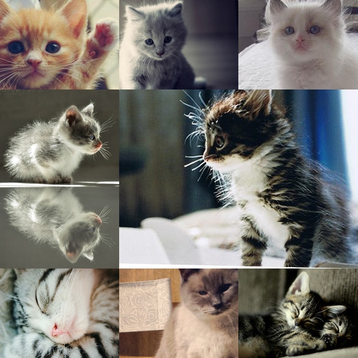 youloveit_ru_jewelcat_kollage_kittens (700x700, 334Kb)