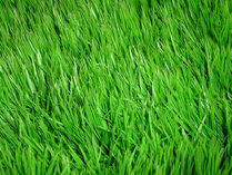 4839503_grass (209x157, 34Kb)