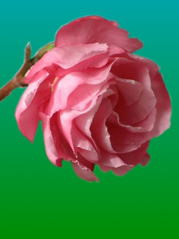    (360x480, 179Kb)