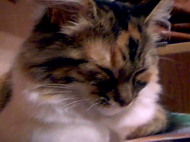 Video call snapshot 37 (640x480, 357Kb)