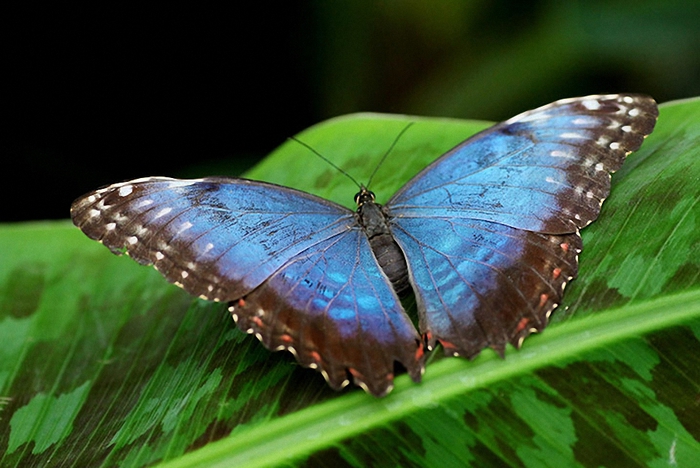 Tropical-Butterflies-Disp-012 (700x468, 240Kb)