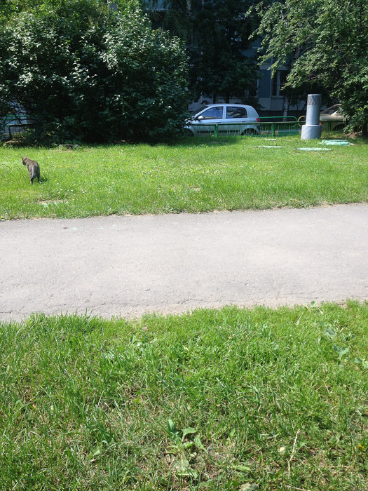 IMG_0889 (525x700, 245Kb)