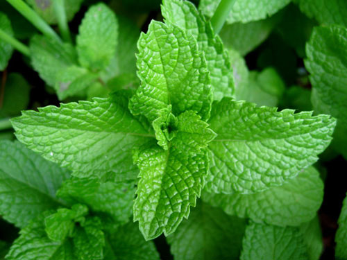 mint_web (500x375, 49Kb)