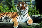  tiger (690x461, 40Kb)