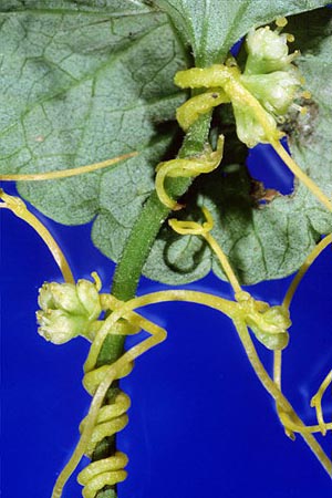 Cuscuta (300x450, 41Kb)