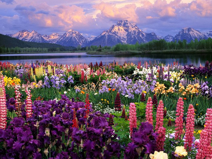 88587056_1340398507_rockspicsrocks_lake_and_flowers1600 (700x525, 122Kb)