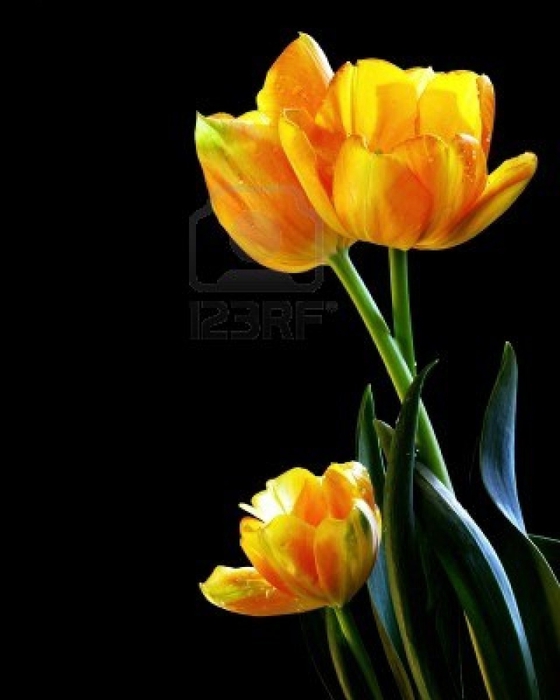 5489528-beautiful-fresh-tulips-photograph-on-black-background (560x700, 130Kb)