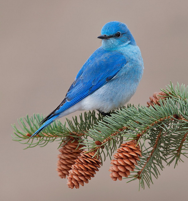 5d95d160 (653x700, 143Kb)