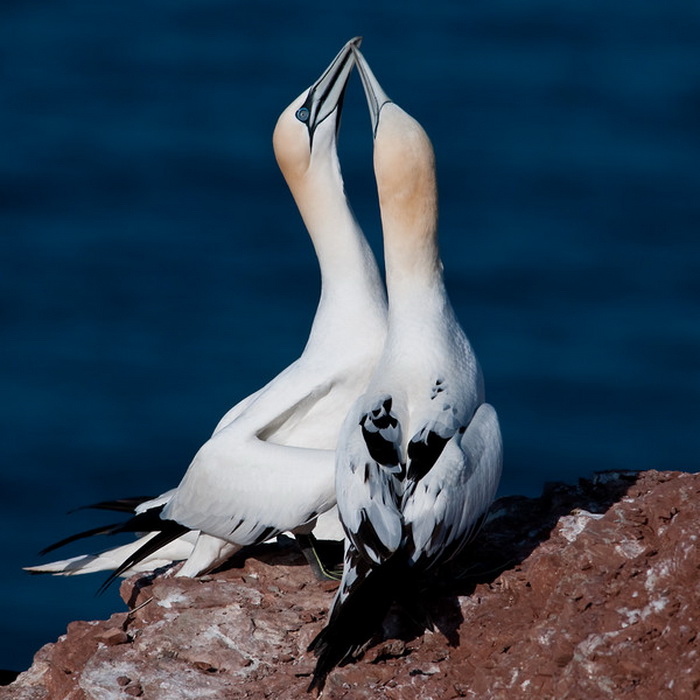 7bee115e (700x700, 120Kb)