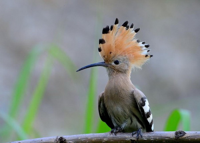 10c7e3c7 (700x501, 77Kb)