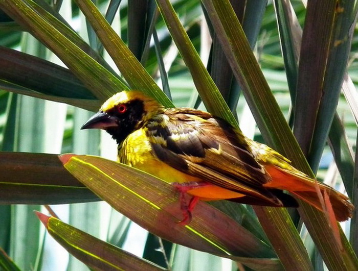 17af0399 (700x531, 149Kb)