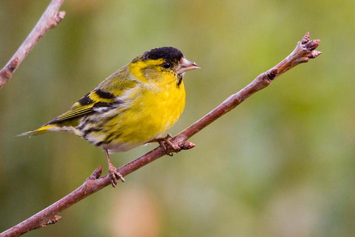 0020f9b7 (700x467, 79Kb)